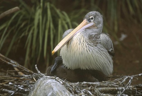 Pink-backed Pelican (Pelecanus rufescens), California, USA