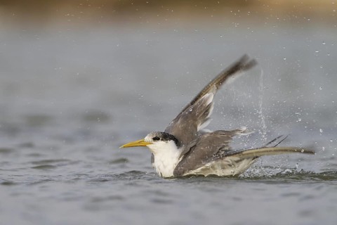 Greater Crested Tern (Thalasseus bergii) bathing, Oman