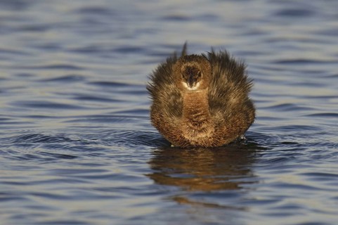 Pied-billed Grebe (Podilymbus podiceps), California, USA