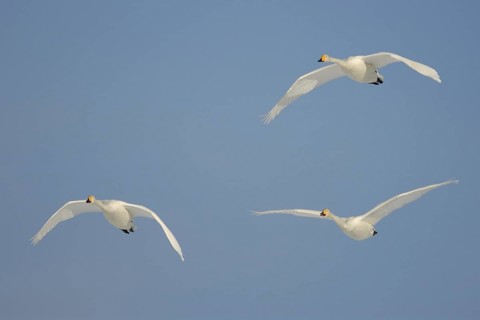 Whooper Swan (Cygnus cygnus), Hokkaido, Japan