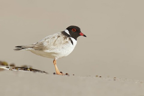 Hooded Dotterel (Thinornis cucullatus), Victoria, Australia