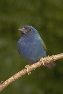 Tricolored Parrotfinch (Erythrura tricolor)