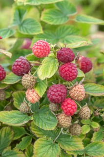Dwarf raspberry (Rubus idaeus 'Baby Dwarf'), BS Sämann, Germany