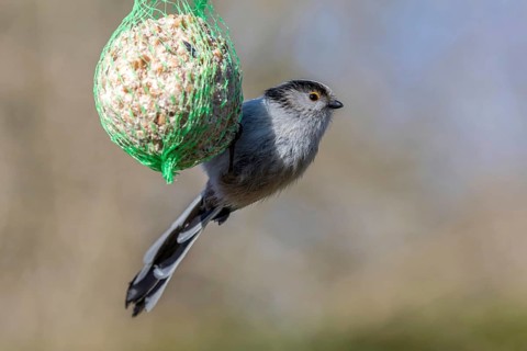 Long-tailed Tit (Aegithalos caudatus europaeus) on a bird fat ball, Mecklenburg-Western Pomerania,