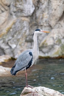 Grey heron (Ardea cinerea) standing on stone, Vienna, Austria