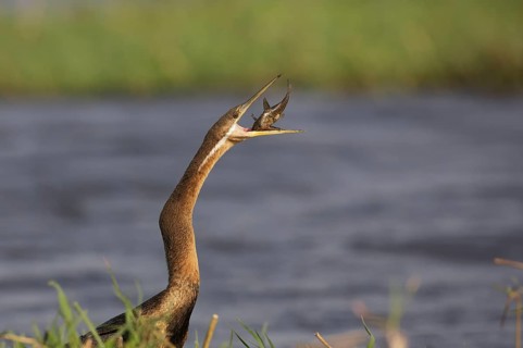 African Darter (Anhinga rufa) with captured fish prey, Chobe, Botswana