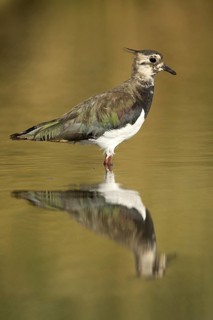 Northern Lapwing (Vanellus vanellus), Castile-La Mancha, Spain