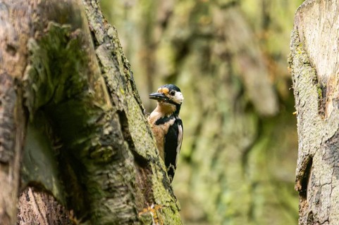 Great spotted woodpecker (Dendrocopos major) sitting on a branch, Bavaria, Germany, Europ