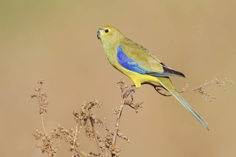 Blue-winged Parrot (Neophema chrysostoma) female, Victoria, Australia