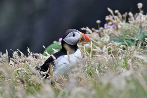 Puffin (Fratercula arctica)