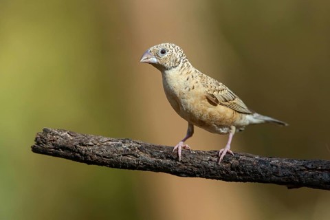 Cut-throat finch (Amadina fasciata), pair, perching station, Road N4 to Kaolack, Firgui, South
