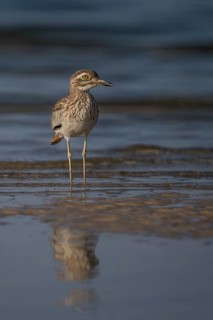 Senegal Thick-knee (Burhinus senegalensis) at shoreline, Senegal