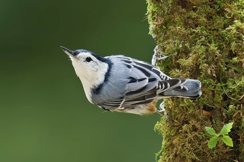 White-breasted Nuthatch (Sitta carolinensis), Maine, USA