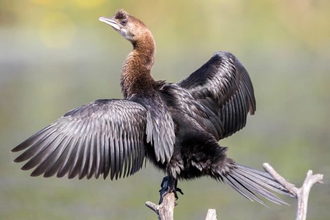 Pygmy Cormorant (Microcarbo pygmeus) spreading wings, perched on an old branch, Danube Delta,