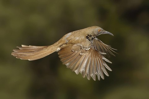 Long-billed Thrasher (Toxostoma longirostre), Texas, USA