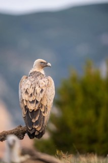 Griffon Vulture (Gyps fulvus) sitting on an old gnarled root in autumn, Pyrenees, Catalonia, Spain