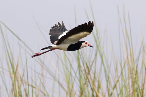 Long-toed Lapwing (Vanellus crassirostris) flying, Uganda