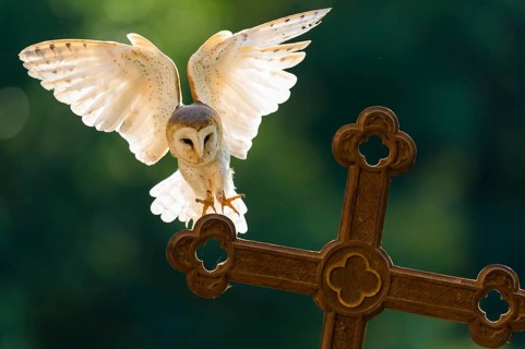 Western Barn Owl (Tyto alba) landing on a grave cross at a cemetery, Lower Saxony, Germany