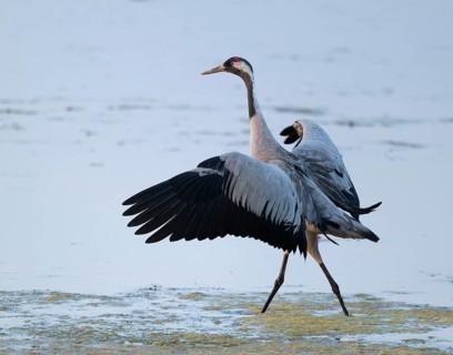Crane (Grus grus) standing with open wings in the shallow water zone of a lake, Lower Saxony,