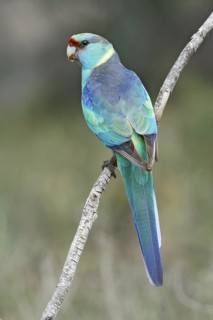 Mallee Ringneck (Barnardius zonarius barnardi) male, Victoria, Australia