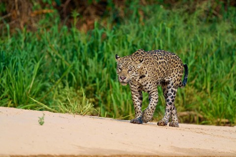 A jaguar moves over sandy ground in a natural environment, Jaguar (Panthera onca), Pantanal, Mato