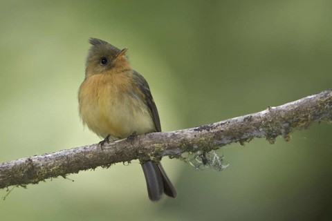 Northern Tufted Flycatcher (Mitrephanes phaeocercus), Costa Rica