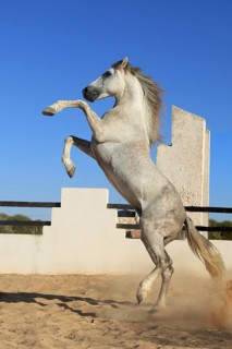 Berber horse, Djerba, Tunisia, Berber