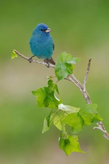 Indigo Bunting (Passerina cyanea) male perched on a branch, Texas, USA