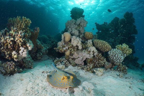 Blue-spotted stingray (Taeniura lymma)
