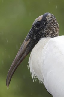 Wood Stork (Mycteria americana), Florida, USA
