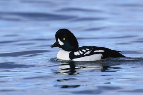 Barrow's Goldeneye (Bucephala islandica) male, British Columbia, Canada