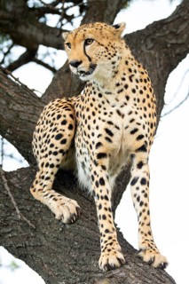 A majestic cheetah sits alert in a tree, showcasing its spotted fur and sharp gaze in its natural