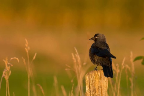 Western Jackdaw (Coloeus monedula), Schleswig-Holstein, Germany