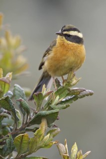 Three-striped Hemispingus (Hemispingus trifasciatus) perched on a branch in Bolivia, South America
