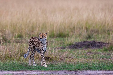 Cheetah (Acinonyx jubatus), South Africa