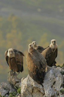 Griffon Vulture (Gyps fulvus), Andalusia, Spain