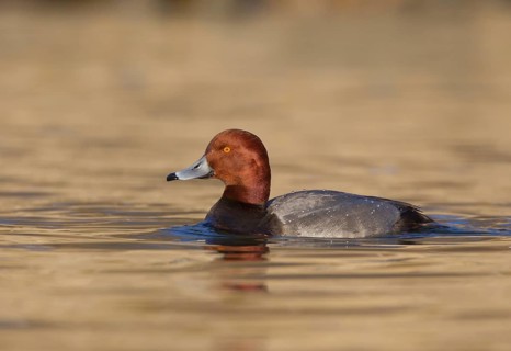 Redhead (Aythya americana) male, Ohio, USA