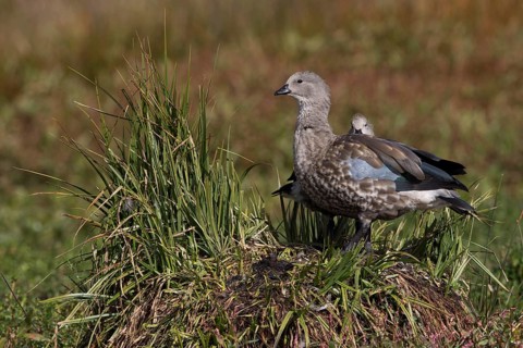 Blue-winged Goose (Cyanochen cyanoptera) pair, Bale Mountains National Park, Ethiopia