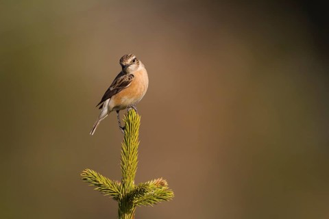 Siberian Stonechat - Pallasschwarzkehlchen - Saxicola maurus, Kazakhstan, adult female