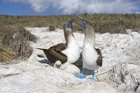 Blue-footed Booby Sula nebouxii Las Marietas Islands, Bahia Banderas, Jalisco, Mexico 1 April