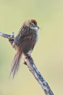 Papuan Grassbird (Cincloramphus macrurus) perched on a branch in Papua New Guinea