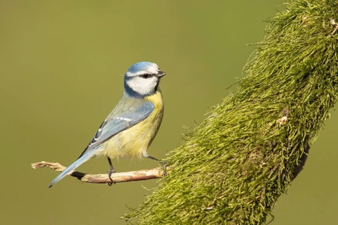 Eurasian Blue Tit (Cyanistes caeruleus) perched on a branch, Smaland, Sweden