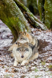 Two adult male eurasian gray wolves (Canis lupus lupus) rest in front of an old split tree at a