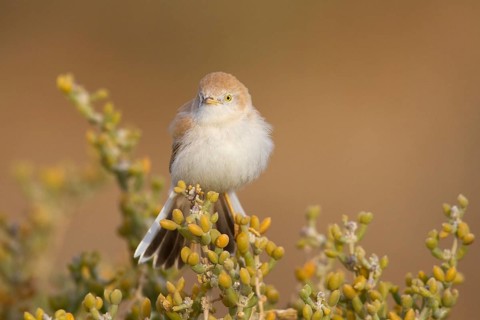 African Desert Warbler (Sylvia deserti), Morocco