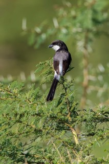 Long-tailed Fiscal (Lanius cabanisi) perched on a branch, Lake Manyara, Tanzania