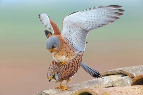 Kestrel, (Falco tinnunculus), falcon family, falcons, male and female, mating, copula, rooftop,