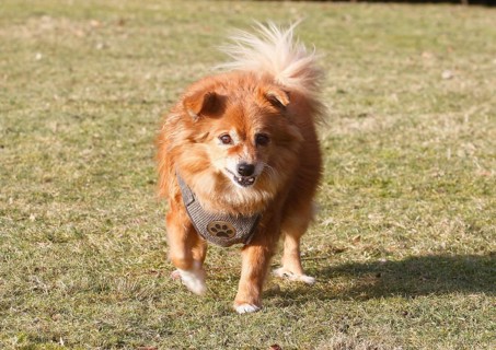 Chihuahua-Spitz crossbreed (Canis lupus familiaris), running across the meadow from the front,