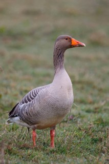 Greylag Goose (Anser anser), Netherlands