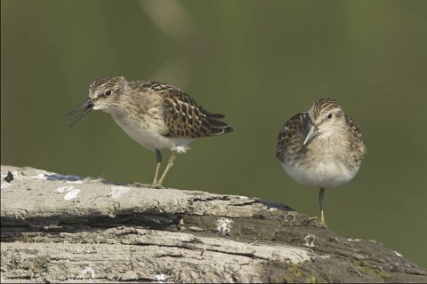 Least Sandpiper (Calidris minutilla), Ontario, Canada