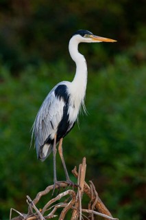 Cocoi Heron (Ardea cocoi) Pantanal Brazil